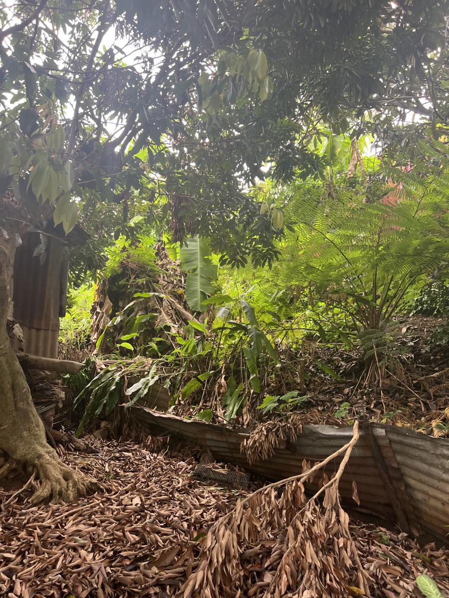 ENTRE-DEUX - RAVINE DES CITRONS - Maison F4 à rénover – Image 5